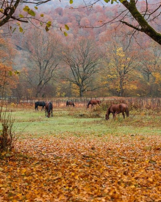 Недалеко от Хамышков, Адыгея 🍂  Фото..