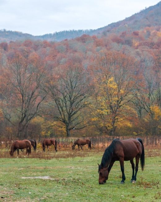 Недалеко от Хамышков, Адыгея 🍂  Фото..