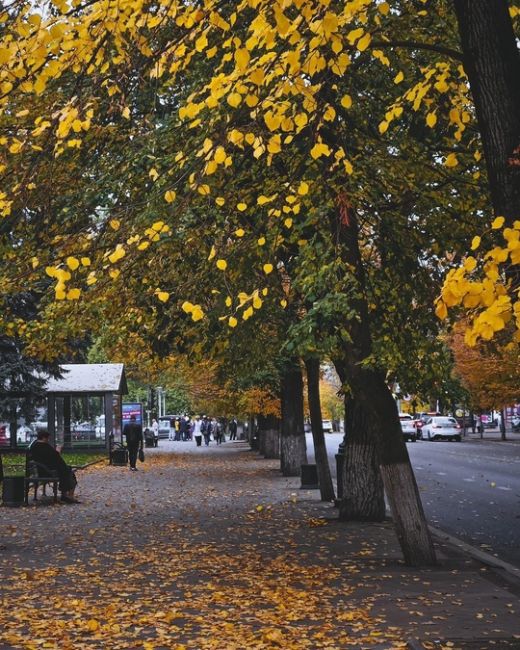 Осень в центре Краснодара 🍁🍂  Фото..