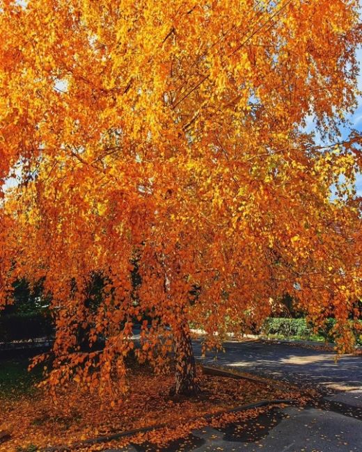 Осень в ростовских дворах🍁  Фото: Алексей..