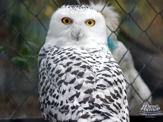 🦉Самочка полярной совы прибыла в Ростовский зоопарк из Липецка. Посетители уже могут её..