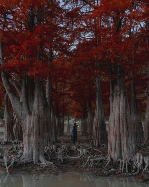 Раннее утро на Кипарисовом озере 🍁  Фото..