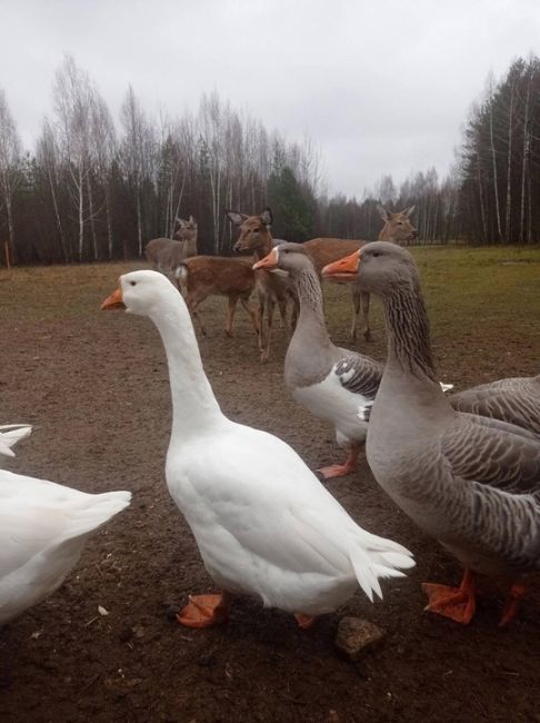 🗣️Милые жители Городецкого района  Как проходит ваш..