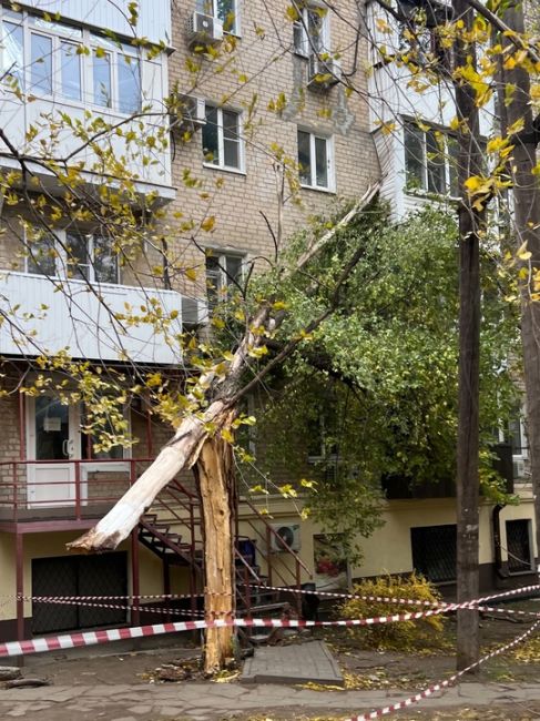 ⚠️22 дерева уже упало в Ростове!  По 6 в Первомайском и Октябрьском районах, в Ворошиловском и..