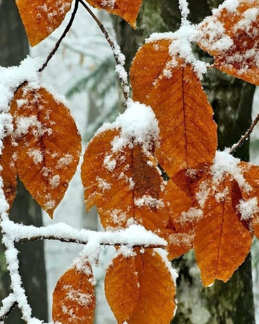 Заснеженное Гуамское ущелье + тот паравозик  спасибо..