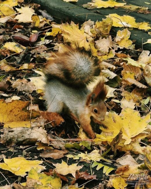 🍁🍂 Осень - последняя, самая восхитительная улыбка года  фото: Роман..