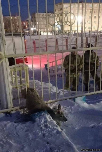 В Ачинске спасли косулю, застрявшую в заборе 🦌  После того как животное было освобождено, ветеринар оказал..