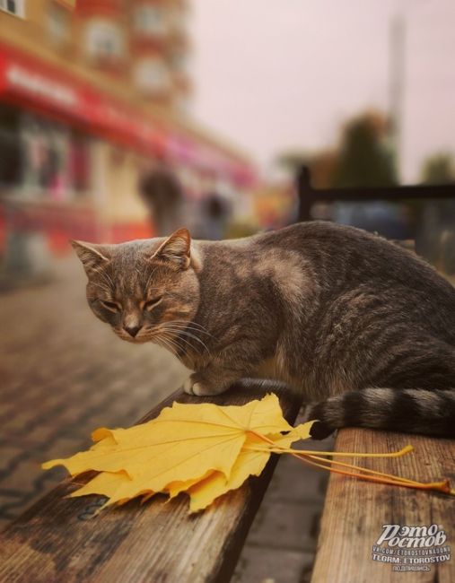 Золотая осень в Таганроге 🍂 ☕  Фото: Вадим..