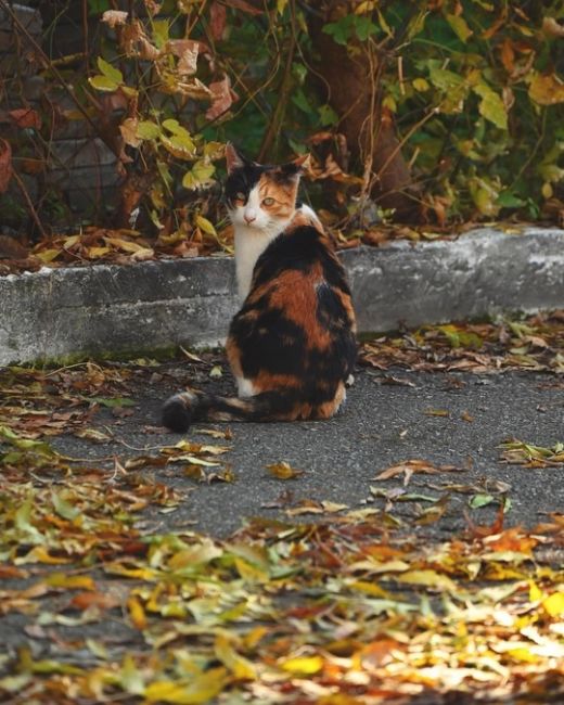 Котики и осень 🍂  Фото..