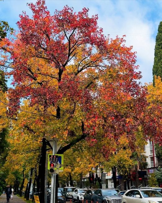 Осень на улицах Сочи🍁  Фото..