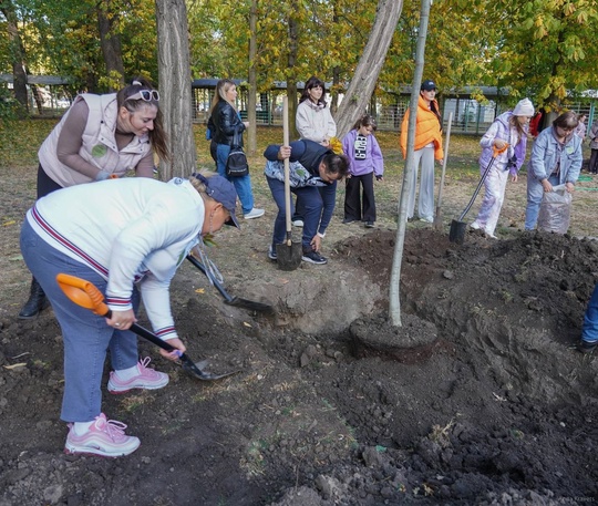 10 Апостолов вернулись в Городской сад Краснодара через 500 лет  Десять дубов - крупномеров высадили в..