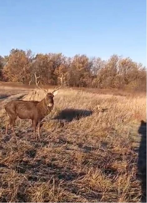 🦌В Башкирии фермер приютил марала 
Марал, который бродил по деревням в Дюртюлинском районе , совершенно не..