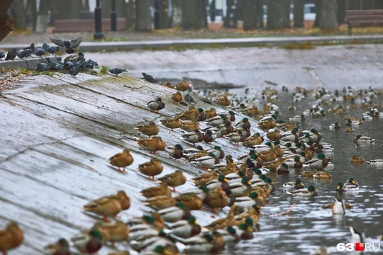 🦆 Массовое нашествие уток в парке..