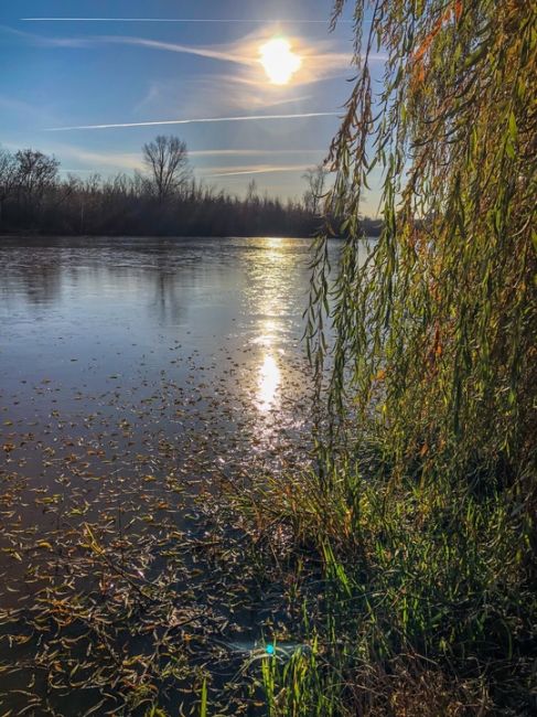 Солнечное золото ноября на Юбилейном бульваре ☀️🍂  #зарисовкинеоченьюногонатуралиста..