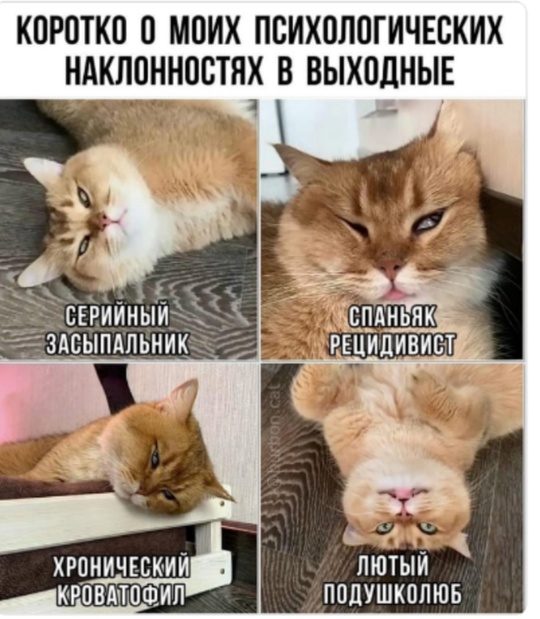 😹 Мои каждодневные..