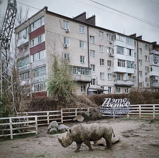 🦛 Выглядываешь в окно, а там носорог по вольеру ходит. Обычный ростовский двор после..