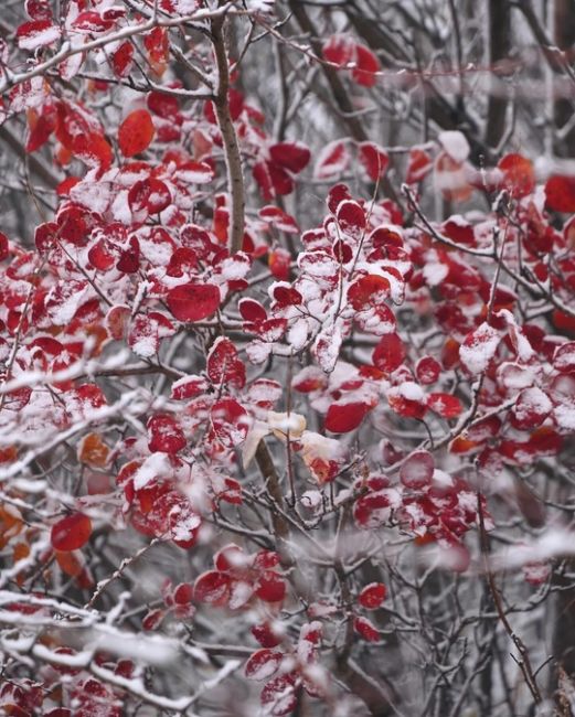 Осенне-зимние склоны Маркотха, когда зима пришла чуть раньше ❄🍁  Фото:..