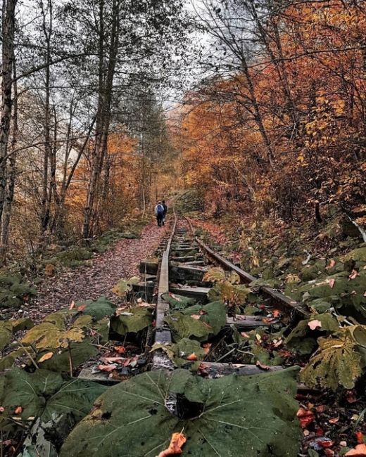 Путь от Гуамки до Мезмая по узкоколейной железной дороге ❤️  Фото:..