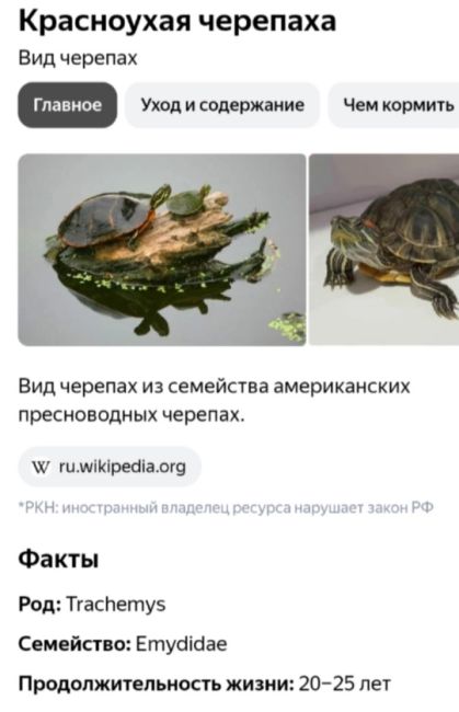 🐢 «В ужасных условиях находится красноухая черепаха в парке Революции. Она ползает по грязи без воды и еды!..