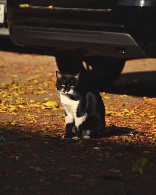 Котики и осень 🍂  Фото..