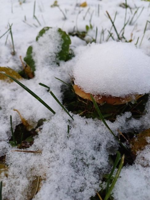 🍄‍🟫За окном зима, а нижегородцы продолжают собирать..