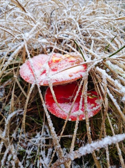 🍄‍В этом году сезон грибов не закончится! 
Они радуют грибников даже в такую погоду. 
И помните, всегда..