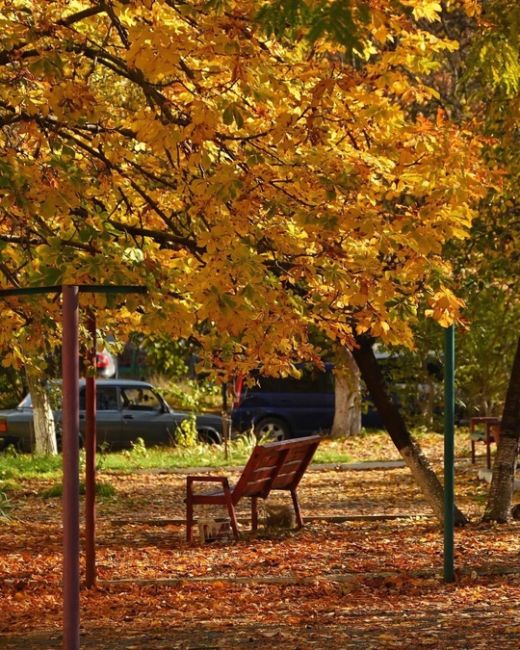 Котики и осень 🍂  Фото..