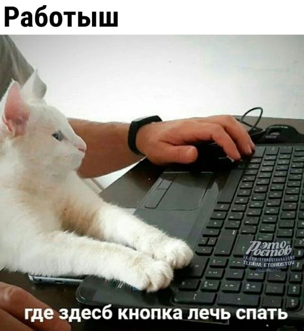 😸 Четыре всадника рабочей..