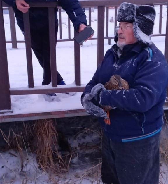 В Карасуке спасли двух замерзающих уток  На одном из водоемов Карасука жители заметили оставшуюся на льду..