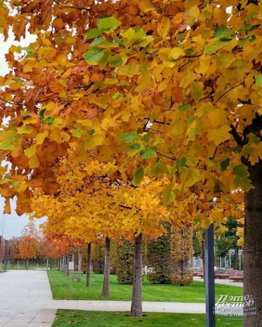 😍🍁Осень в чудесном парке Галицкого в соседнем..