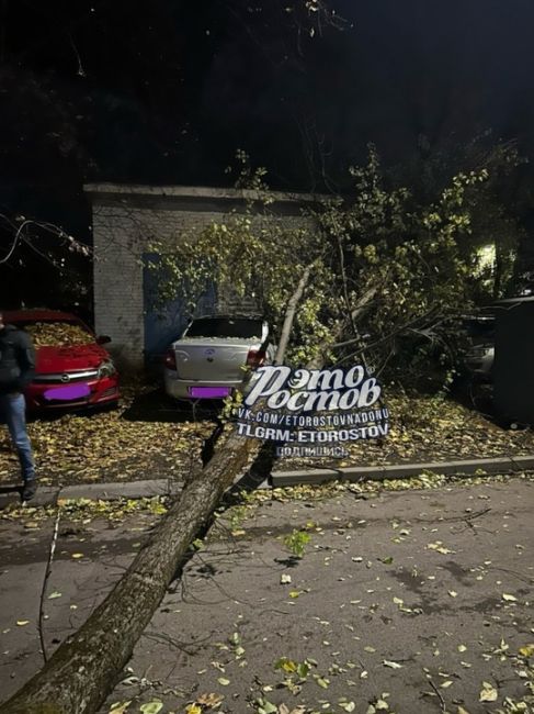 ⚠️🌳 Деревопад в Ростове продолжается.  «На Нансена прям перед машиной рухнуло, повезло», - рассказывает..