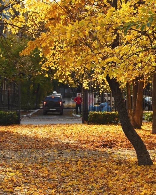 Котики и осень 🍂  Фото..