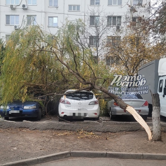 ⚠️22 дерева уже упало в Ростове!  По 6 в Первомайском и Октябрьском районах, в Ворошиловском и..