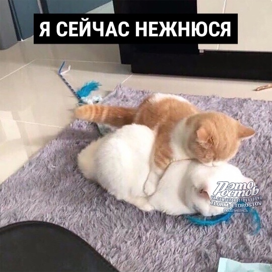 😹 Мои каждодневные..