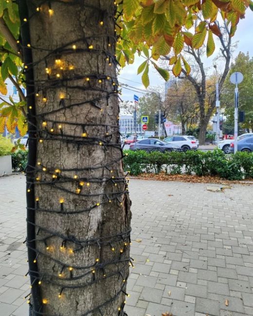 В гостях на Красной 🎄 Ну что сказать: Парк Галицкого поглощает город - и это хорошая новость 😇😂  Конечно же..