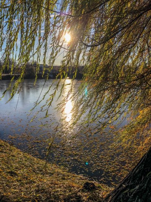 Солнечное золото ноября на Юбилейном бульваре ☀️🍂  #зарисовкинеоченьюногонатуралиста..