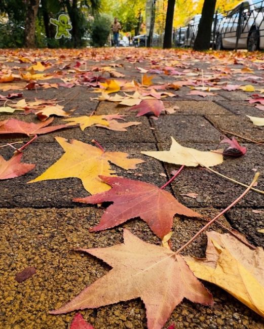 Осень на улицах Сочи🍁  Фото..