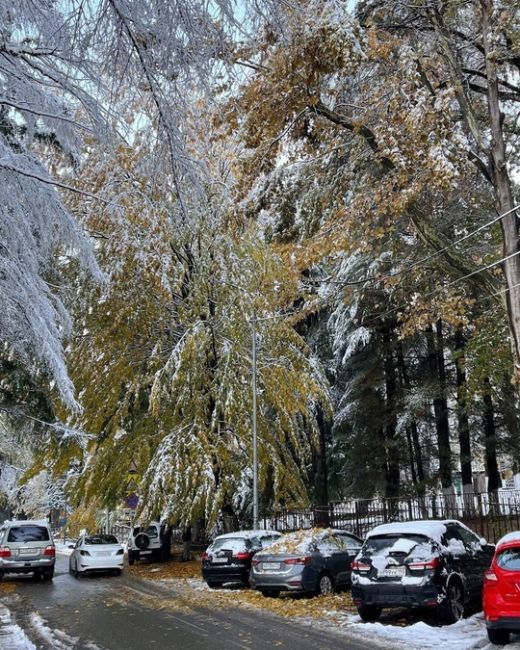 Внезапная зима в Красной Поляне 5 ноября ☃️🏔️  Фото..