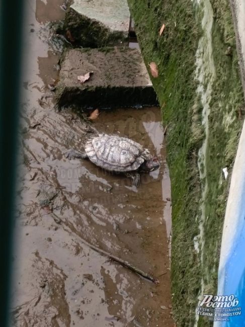 🐢 «В ужасных условиях находится красноухая черепаха в парке Революции. Она ползает по грязи без воды и еды!..