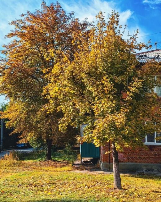 Осень в ростовских дворах🍁  Фото: Алексей..