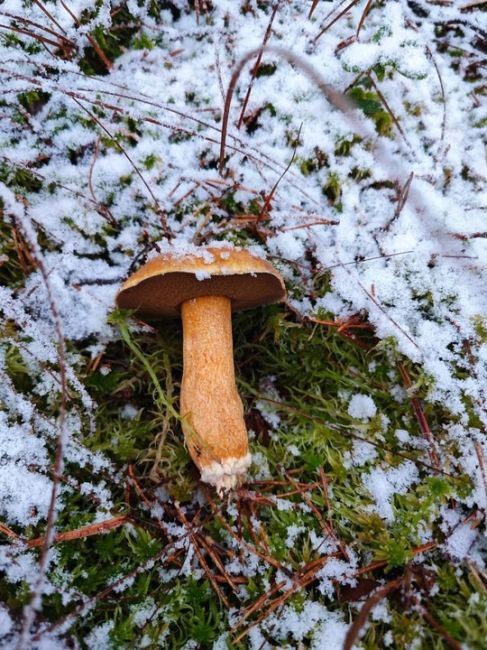 🍄‍В этом году сезон грибов не закончится! 
Они радуют грибников даже в такую погоду. 
И помните, всегда..