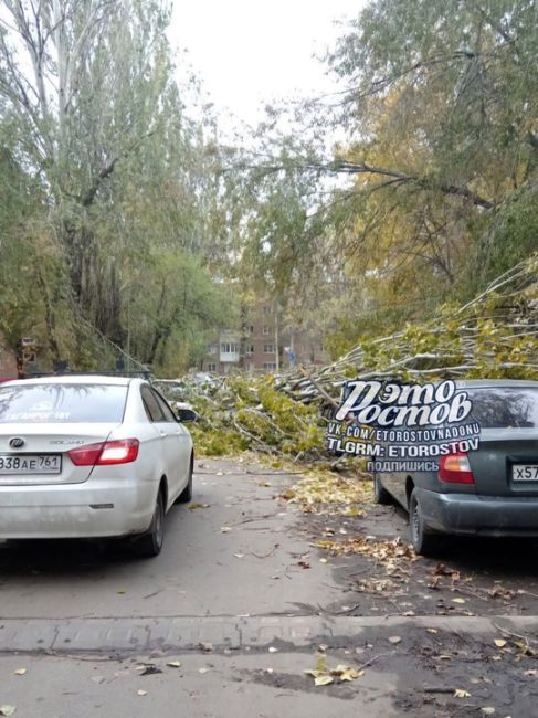 ⚠️22 дерева уже упало в Ростове!  По 6 в Первомайском и Октябрьском районах, в Ворошиловском и..