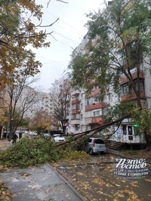 ⚠️Деревопад на машины продолжается. Еременко, 60/3 (1-3 фото) и Стачки, 233 (4-6..