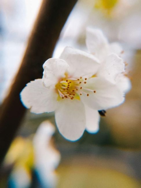 Вчера в Анапе зацвела яблоня! 🍂🌸  спасибо..