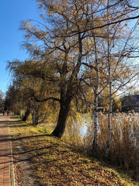 Солнечное золото ноября на Юбилейном бульваре ☀️🍂  #зарисовкинеоченьюногонатуралиста..