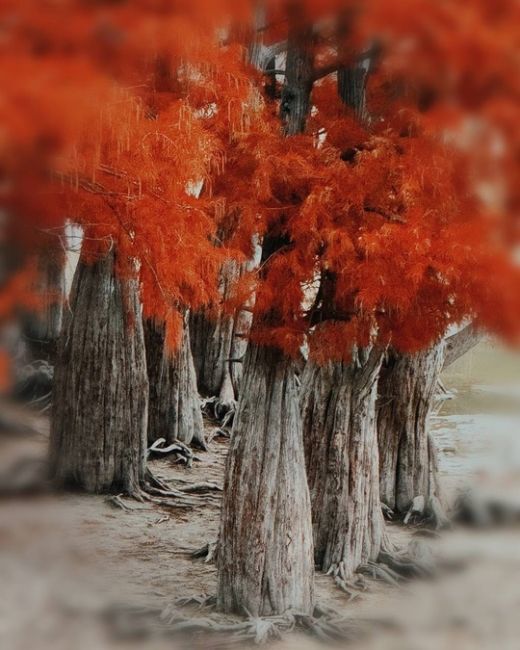 🍂Одна из самых известных локаций Анапы, - Кипарисовое озеро в поселке Сукко ( 20 км от Анапы )  Летом, и..