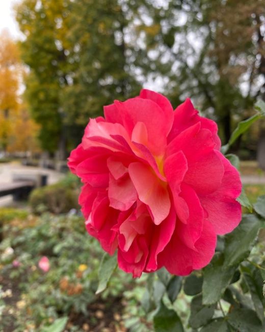 Не перестаём любоваться 
буйством красок «золотой осени»!
🎨🌹🌞
Жаль, сегодня сильный, 
порывистый ветер
в..