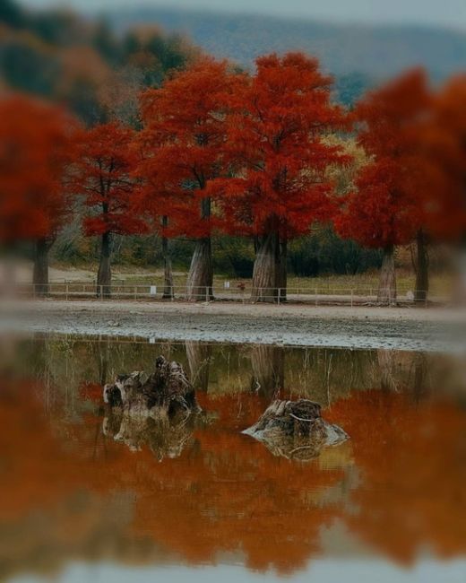 🍂Одна из самых известных локаций Анапы, - Кипарисовое озеро в поселке Сукко ( 20 км от Анапы )  Летом, и..