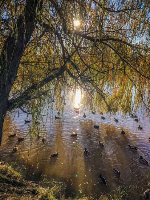 Солнечное золото ноября на Юбилейном бульваре ☀️🍂  #зарисовкинеоченьюногонатуралиста..