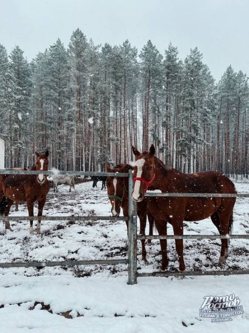 ❄️ Привет из станицы Вёшенской от наших подписчиков..